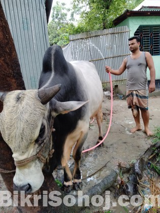 A big white and black colour cow for sale